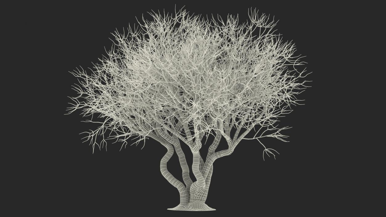 Rhododendron Bark Tree 3D