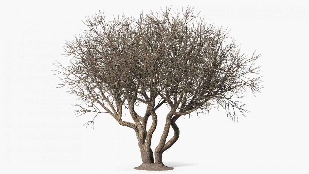 Rhododendron Bark Tree 3D