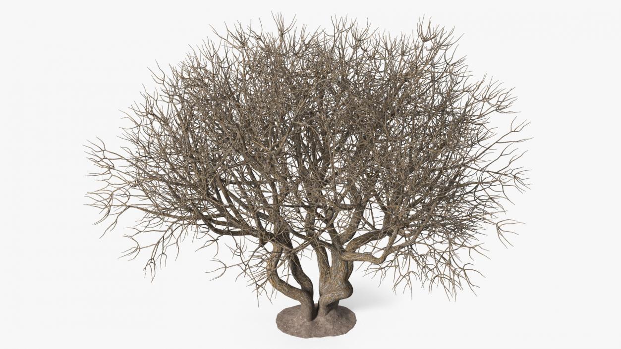 Rhododendron Bark Tree 3D