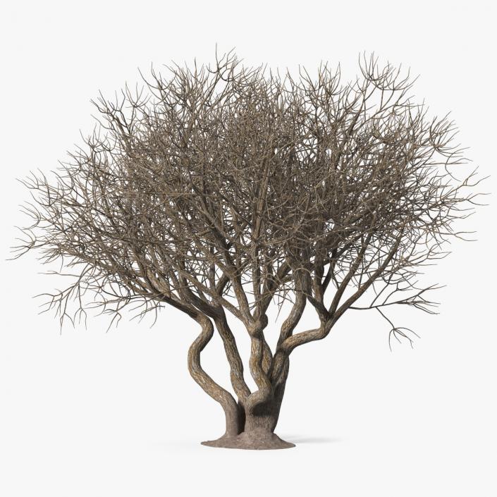 Rhododendron Bark Tree 3D