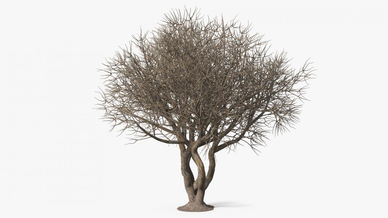 Rhododendron Bark Tree 3D