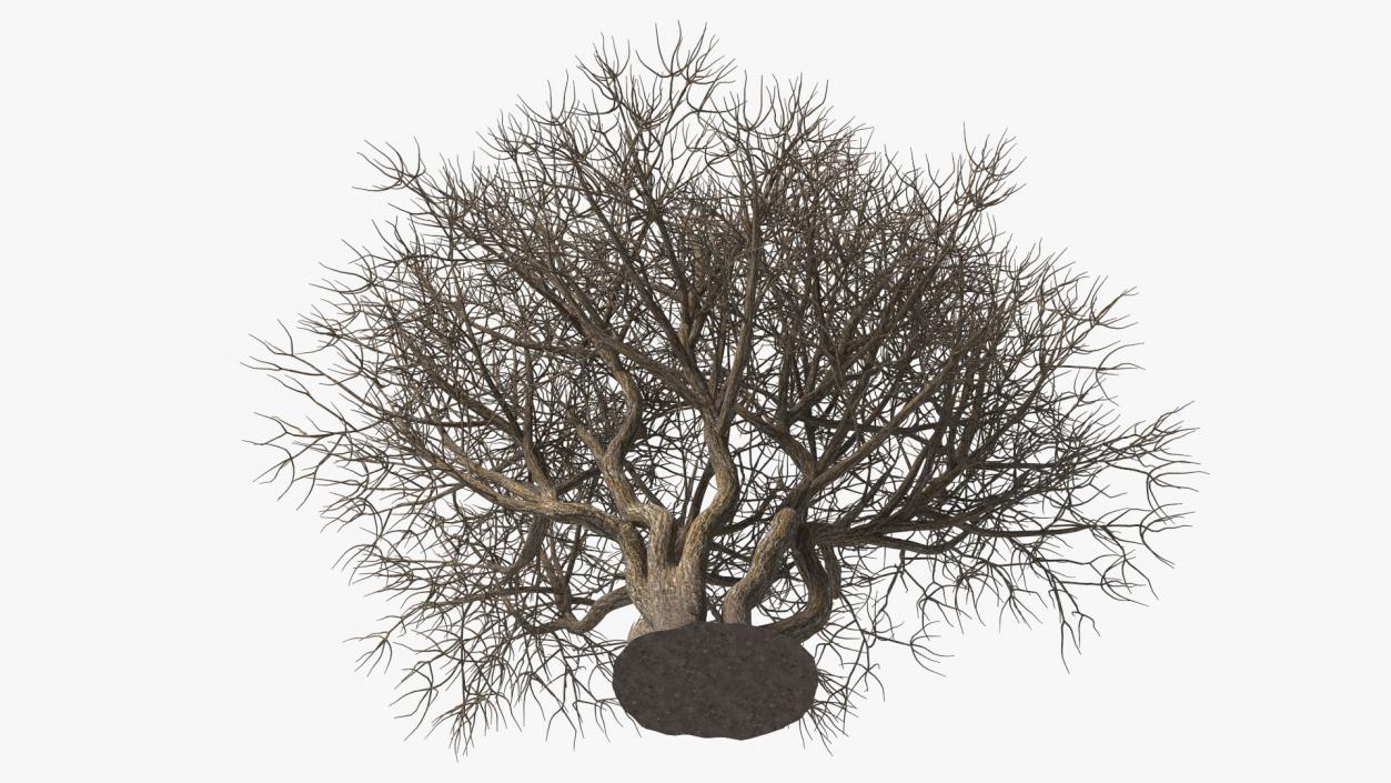 Rhododendron Bark Tree 3D