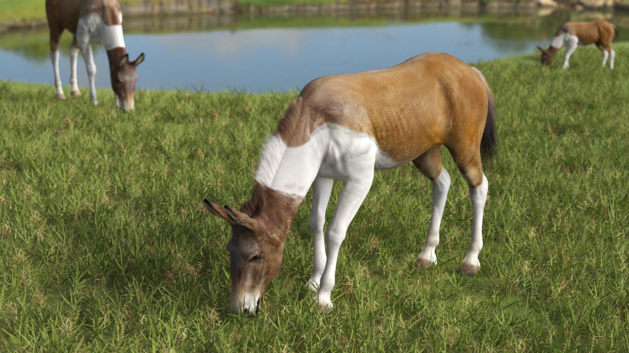 3D model Eating Mule Fur