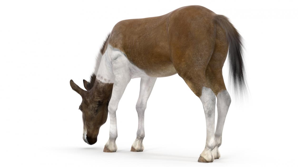 3D model Eating Mule Fur