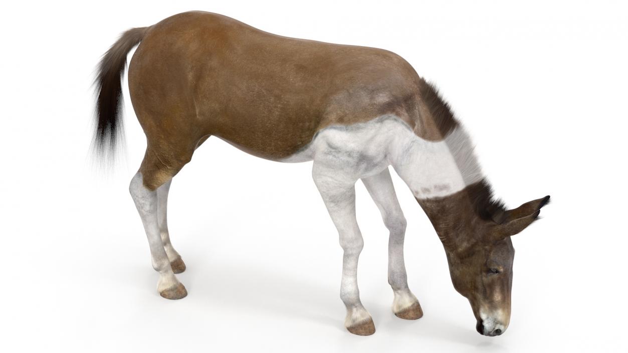 3D model Eating Mule Fur