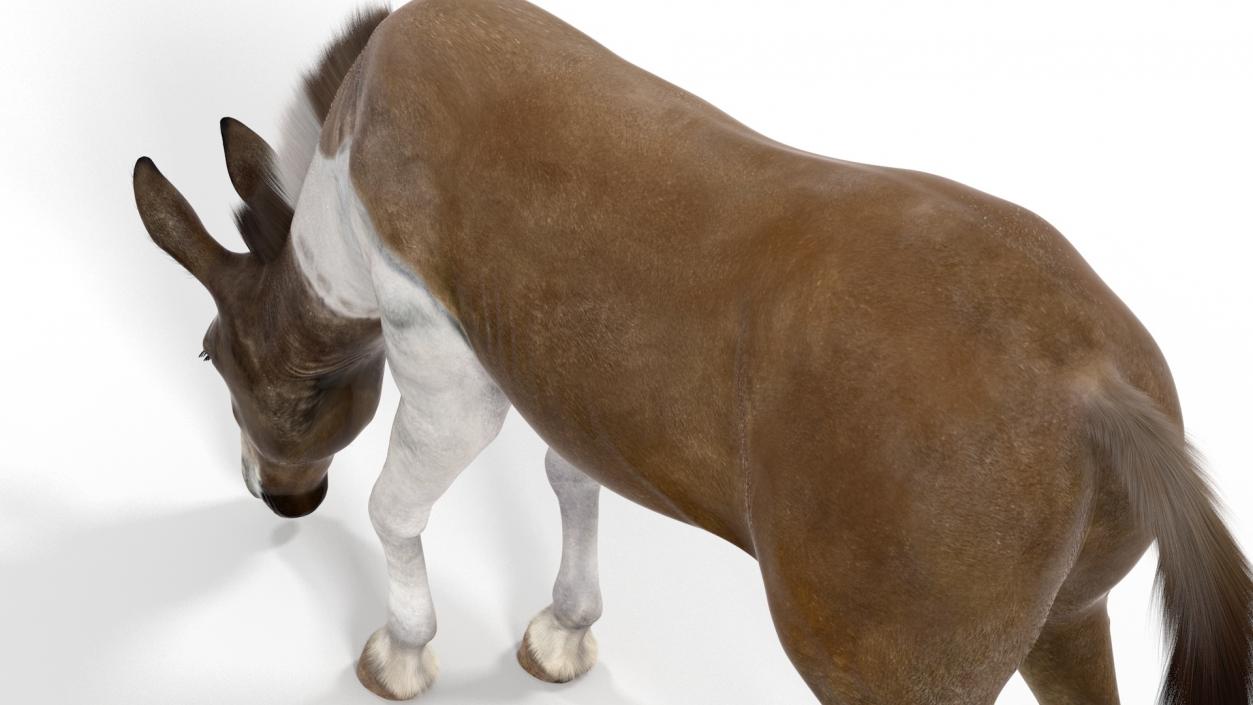 3D model Eating Mule Fur