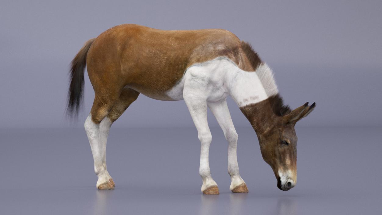 3D model Eating Mule Fur