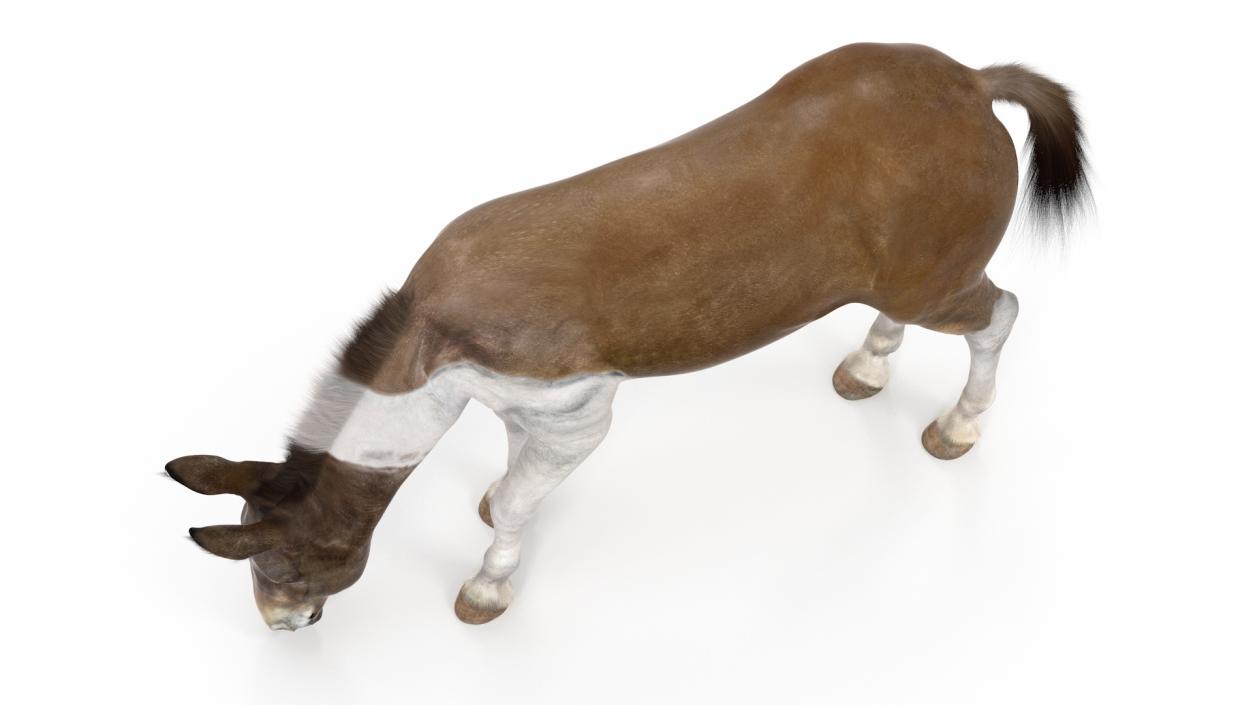 3D model Eating Mule Fur