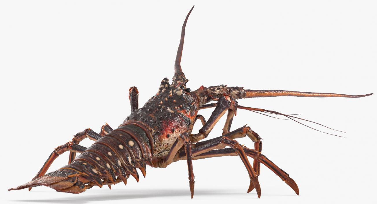 3D Spiny Lobster model