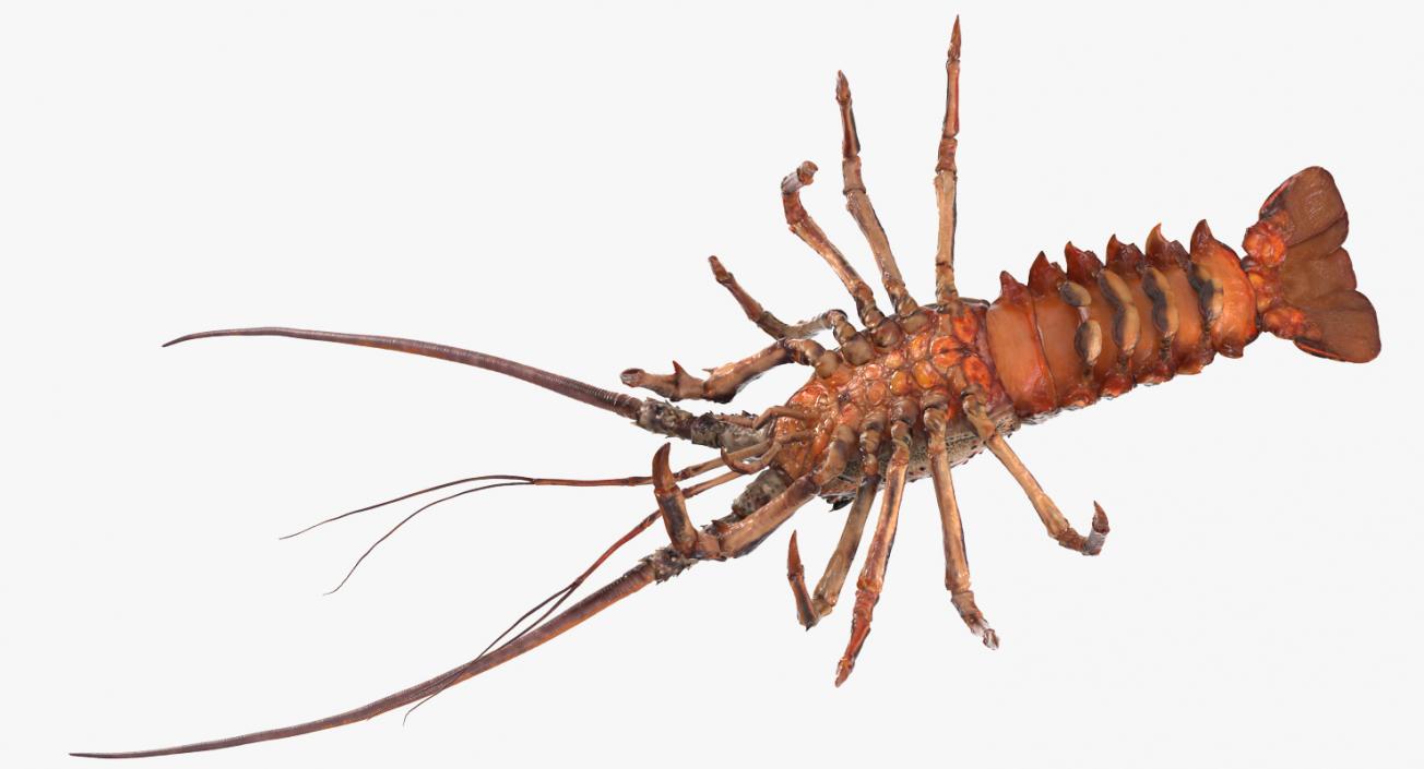 3D Spiny Lobster model