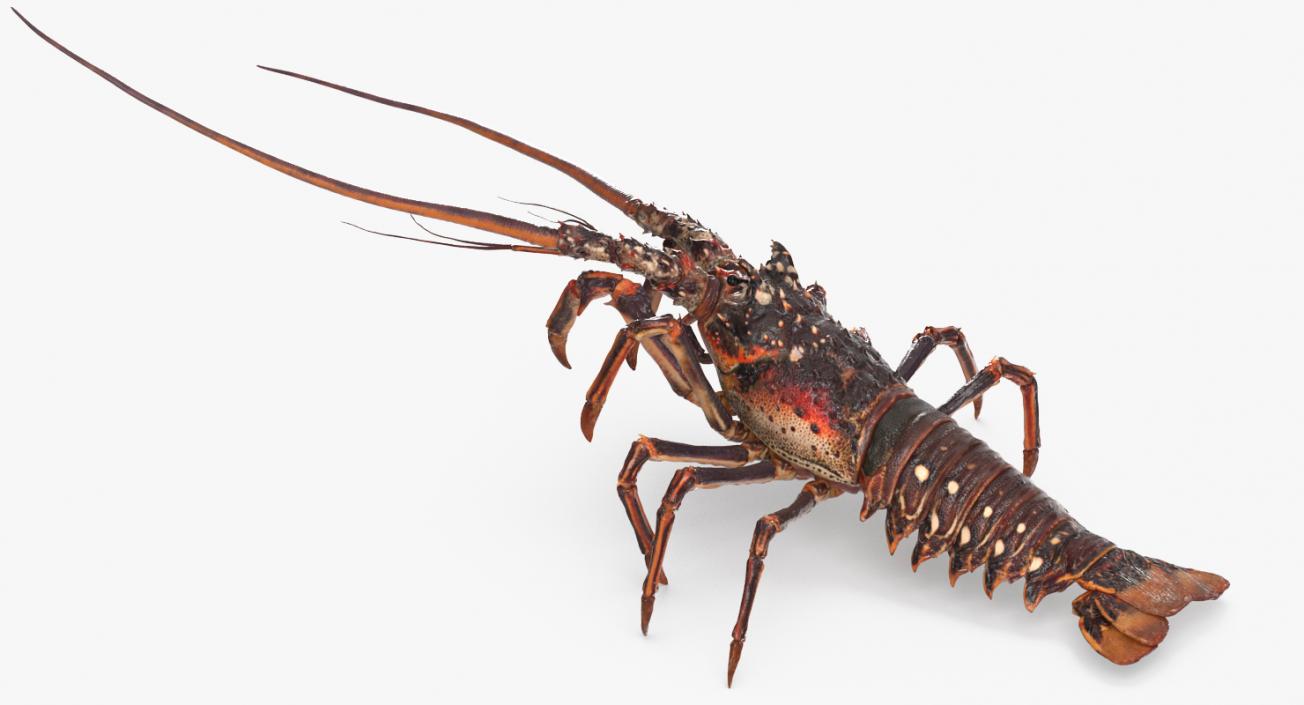 3D Spiny Lobster model