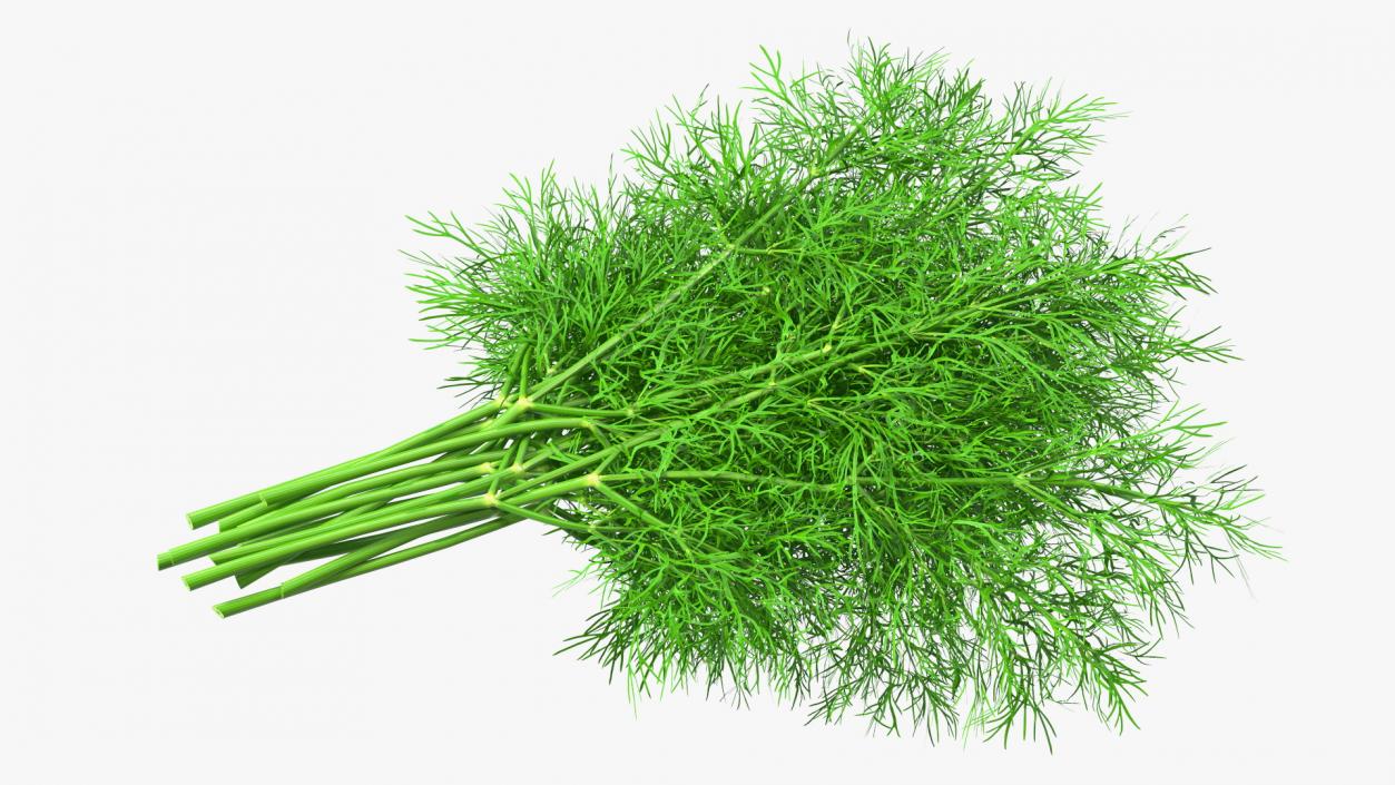 3D model Dill Bunch