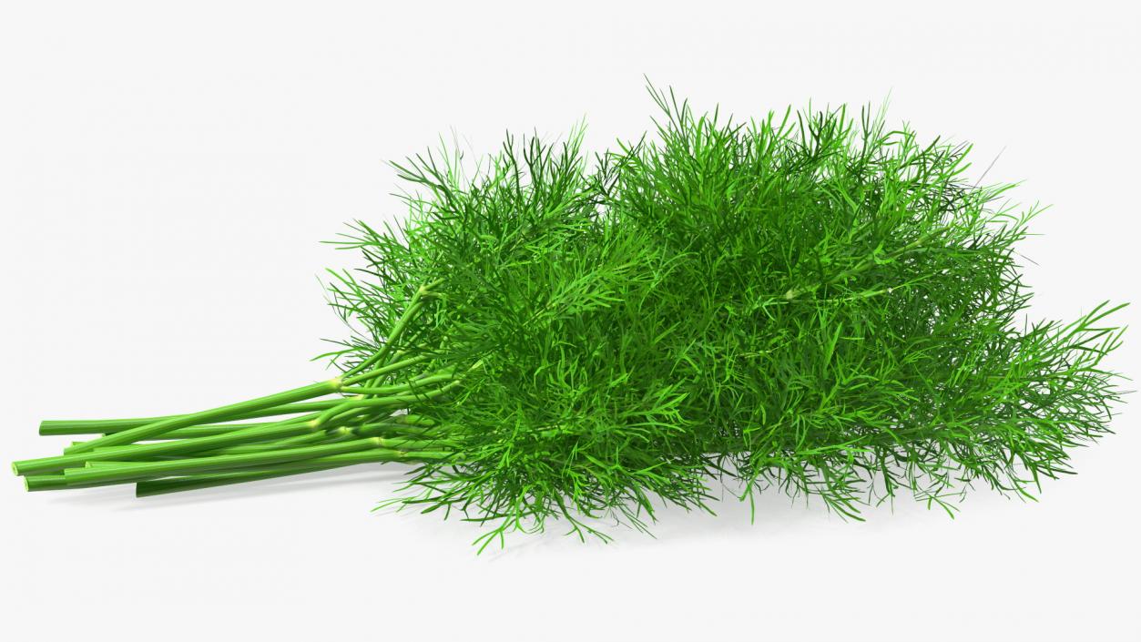 3D model Dill Bunch