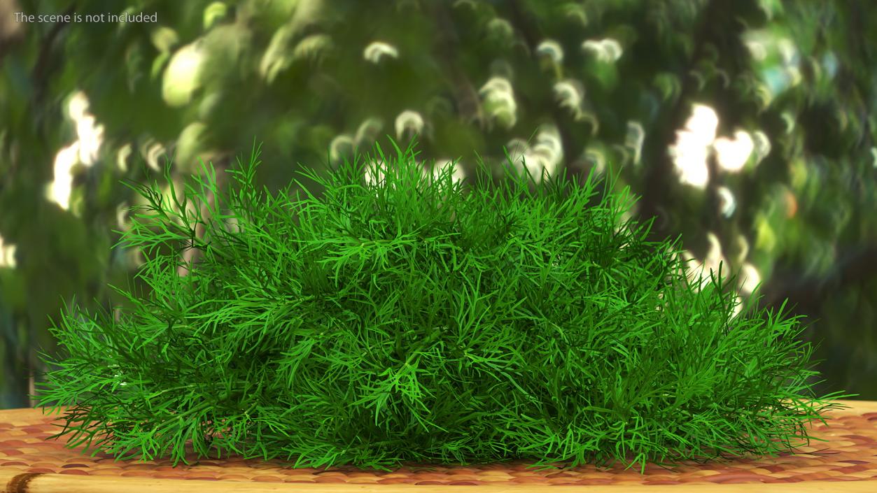 3D model Dill Bunch