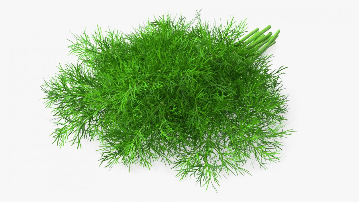 3D model Dill Bunch