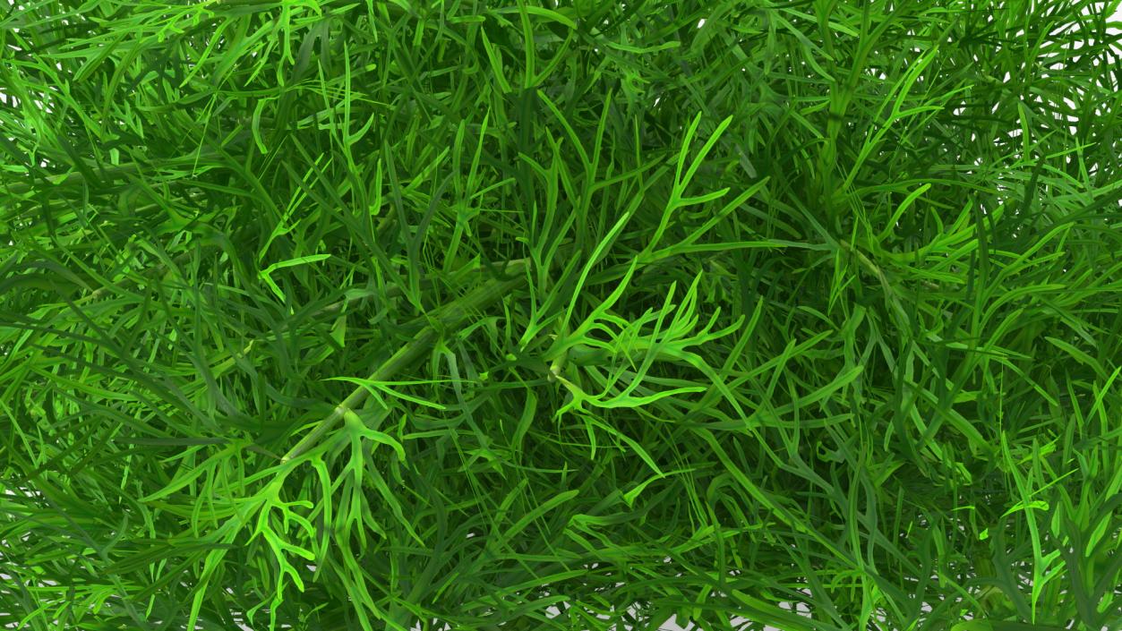 3D model Dill Bunch