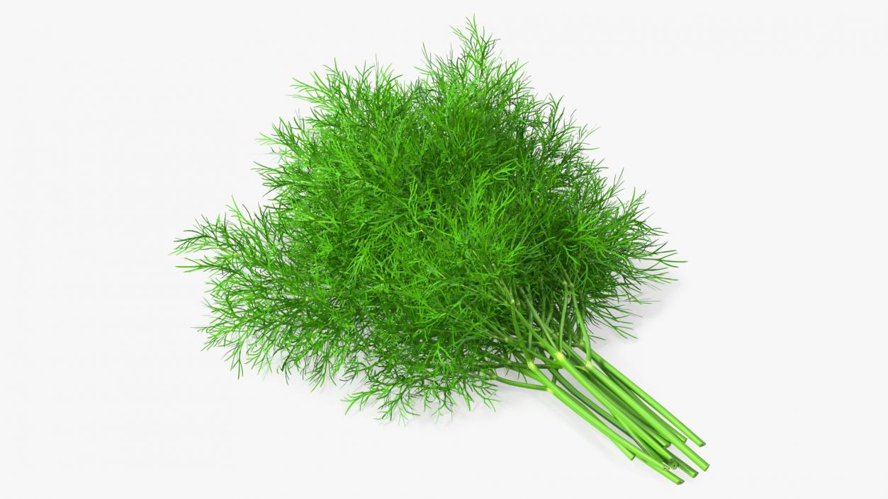 3D model Dill Bunch