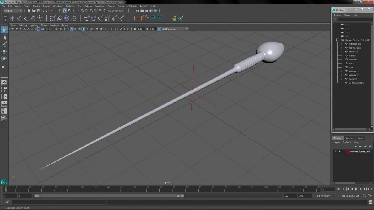 3D Human Sperm Cell