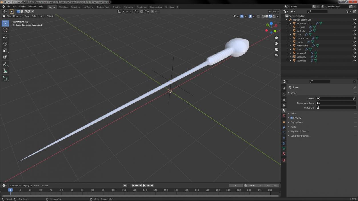 3D Human Sperm Cell