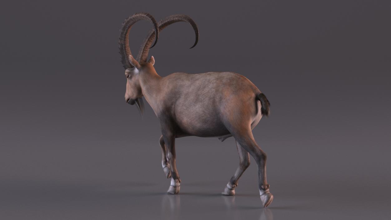 Alpine Ibex in Walking Pose 2 3D model