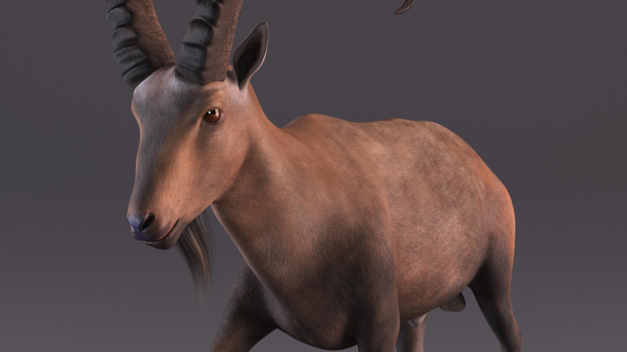 Alpine Ibex in Walking Pose 2 3D model