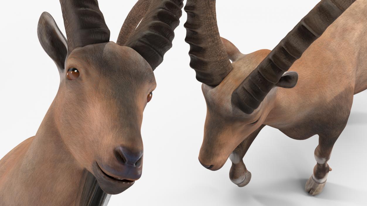 Alpine Ibex in Walking Pose 2 3D model