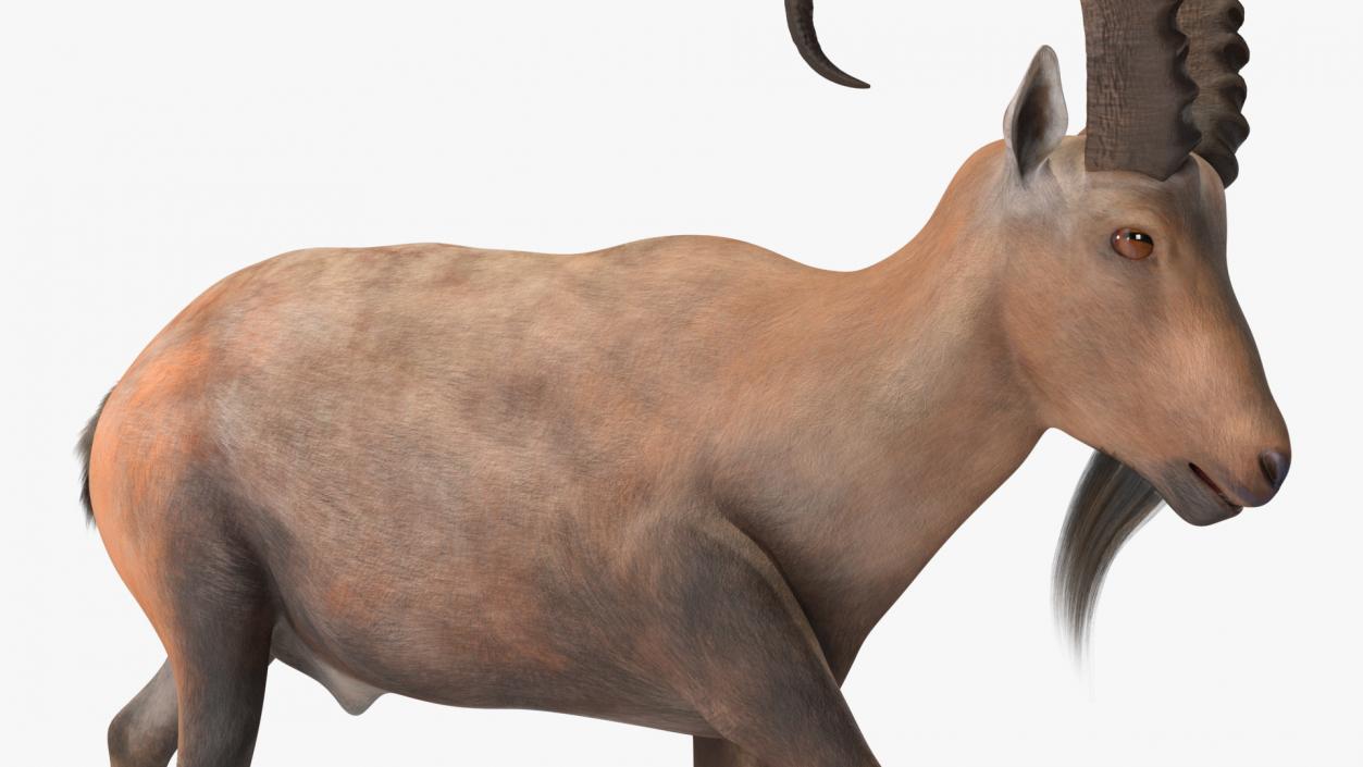 Alpine Ibex in Walking Pose 2 3D model