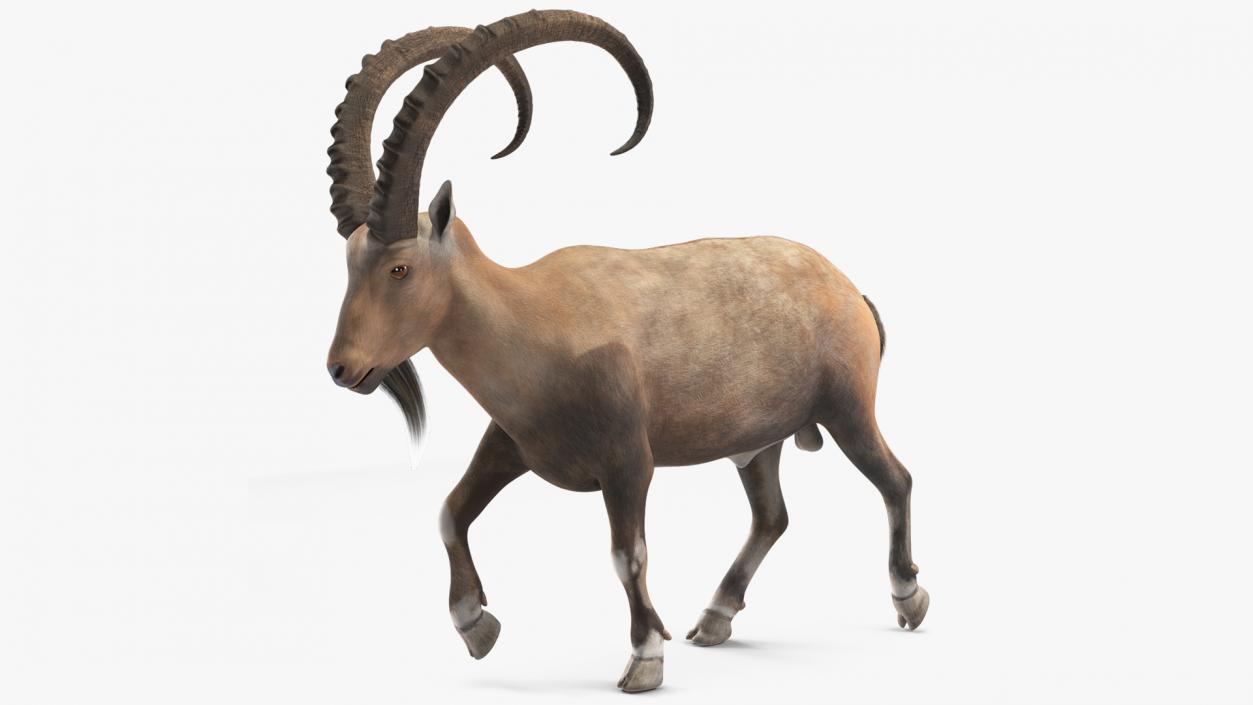 Alpine Ibex in Walking Pose 2 3D model