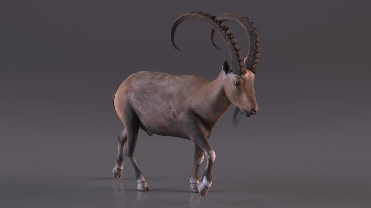 Alpine Ibex in Walking Pose 2 3D model