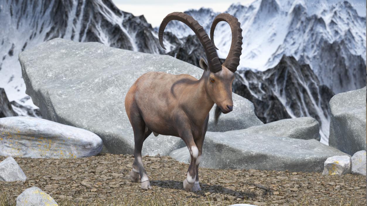 Alpine Ibex in Walking Pose 2 3D model