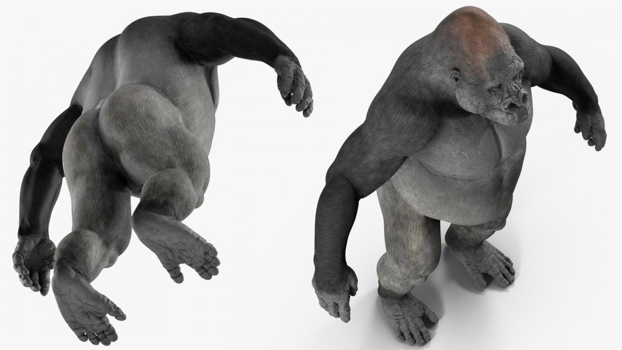 3D Gorilla Animated Rigged model