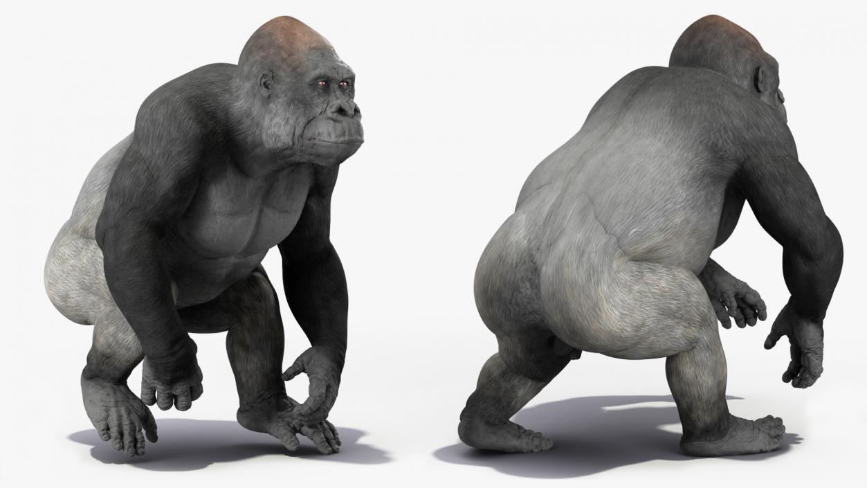 3D Gorilla Animated Rigged model