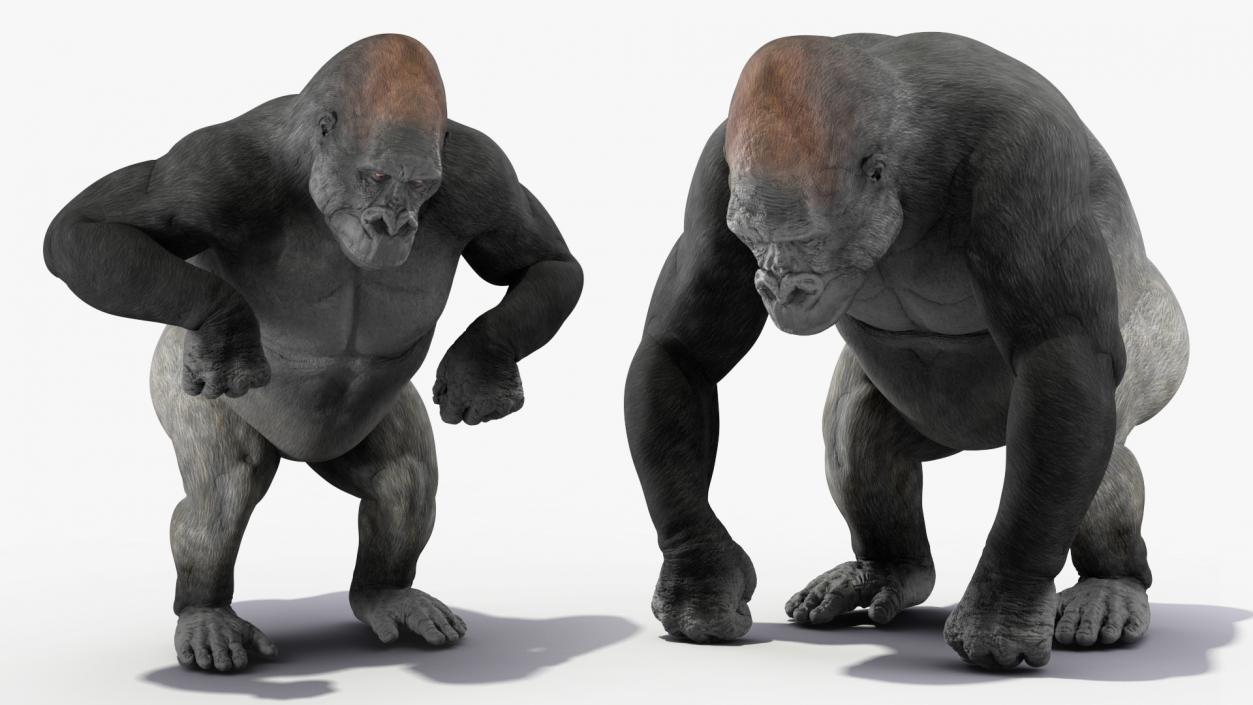 3D Gorilla Animated Rigged model