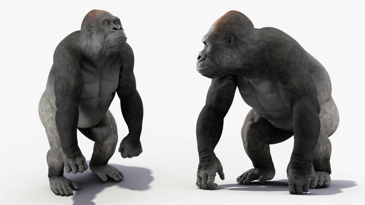 3D Gorilla Animated Rigged model