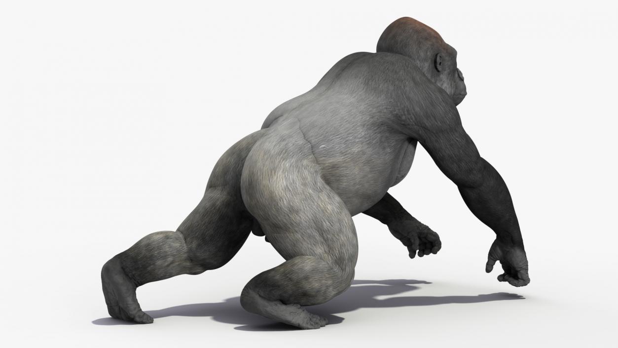 3D Gorilla Animated Rigged model