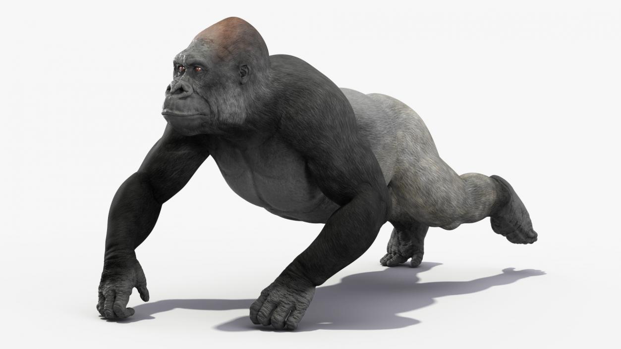 3D Gorilla Animated Rigged model