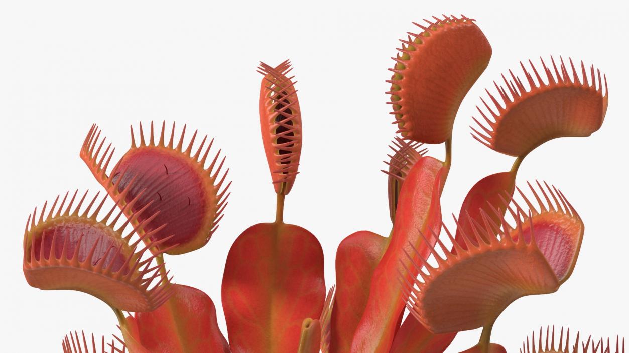 Red Dragon Venus Flytrap 3D model