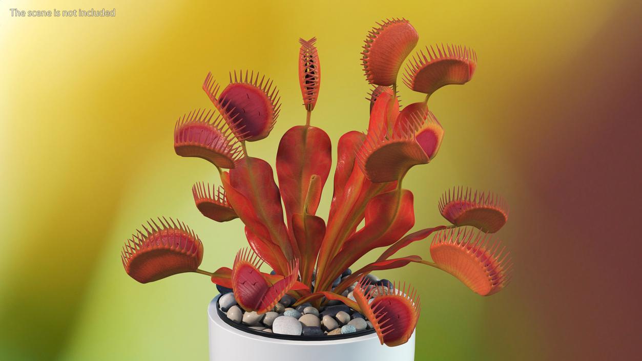 Red Dragon Venus Flytrap 3D model