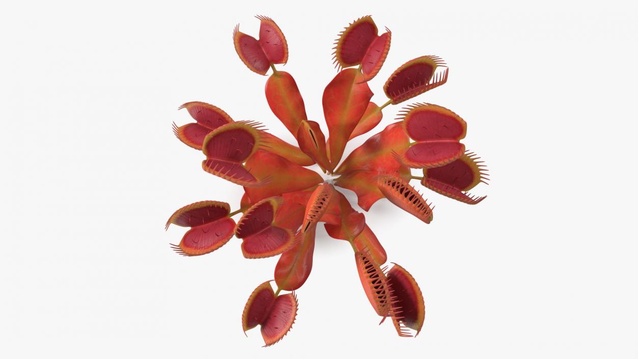 Red Dragon Venus Flytrap 3D model