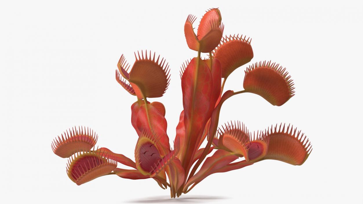 Red Dragon Venus Flytrap 3D model