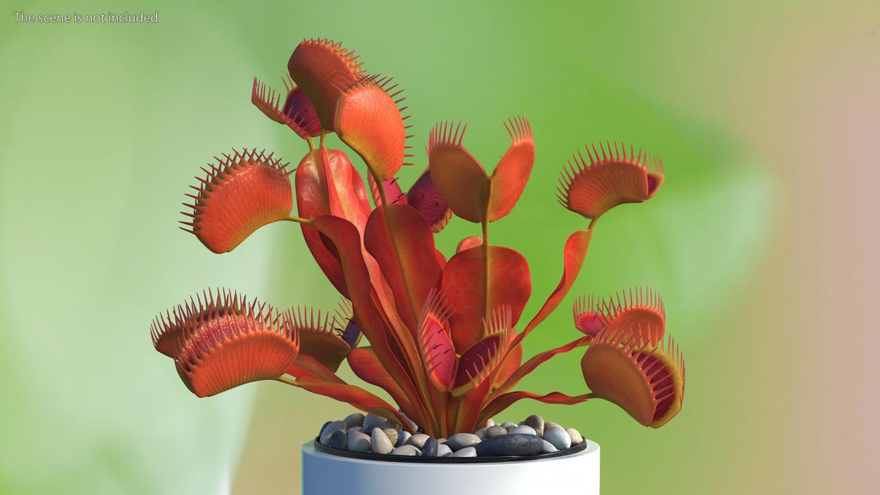 Red Dragon Venus Flytrap 3D model