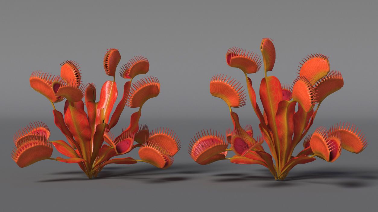 Red Dragon Venus Flytrap 3D model