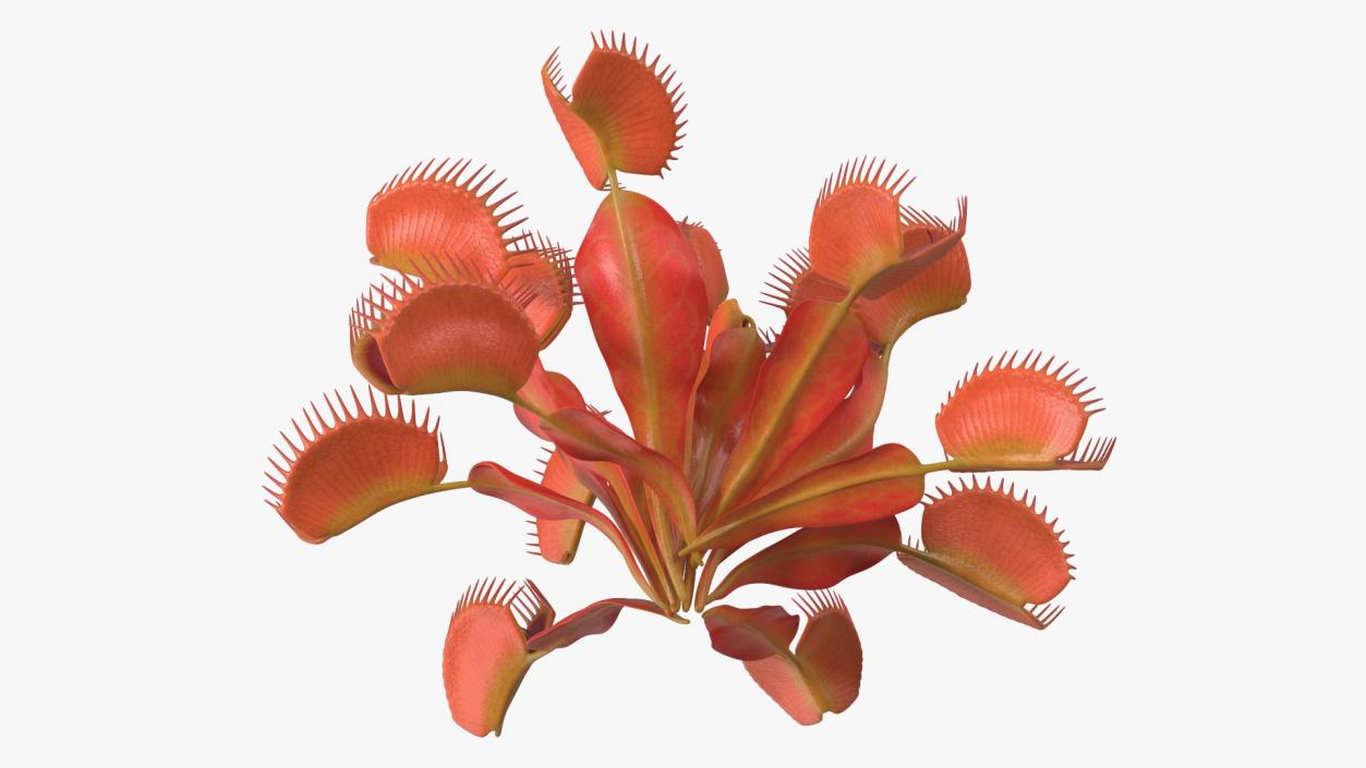 Red Dragon Venus Flytrap 3D model