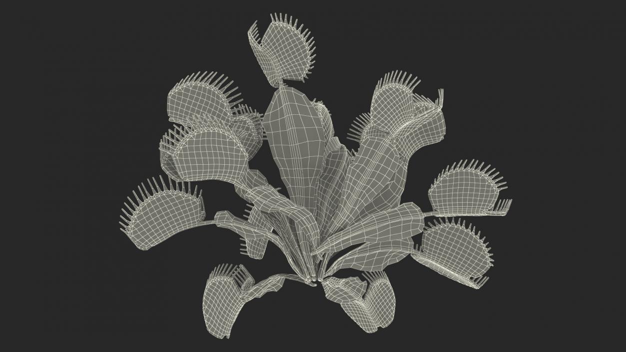 Red Dragon Venus Flytrap 3D model