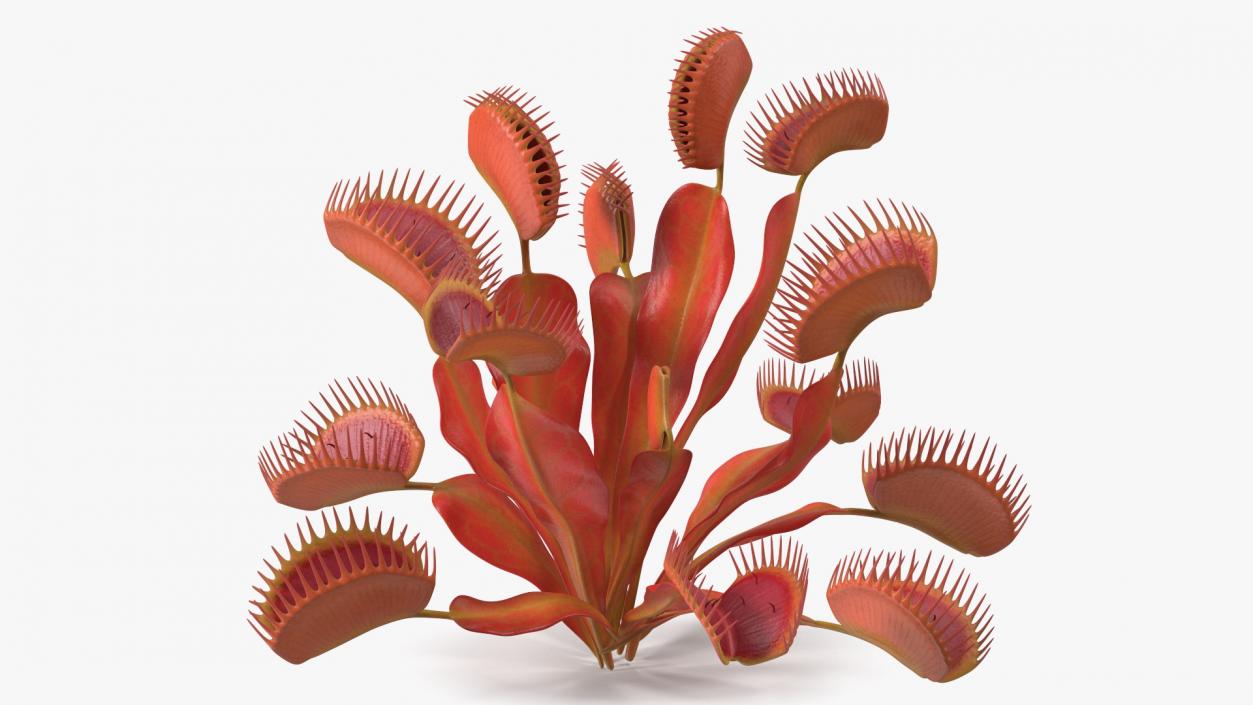 Red Dragon Venus Flytrap 3D model