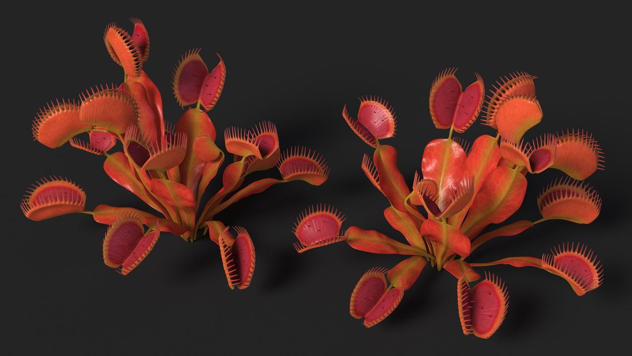 Red Dragon Venus Flytrap 3D model