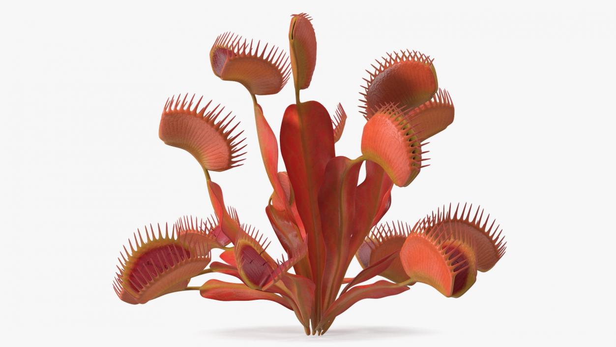 Red Dragon Venus Flytrap 3D model