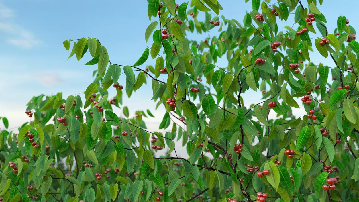 3D model Cherry Tree with Cherries