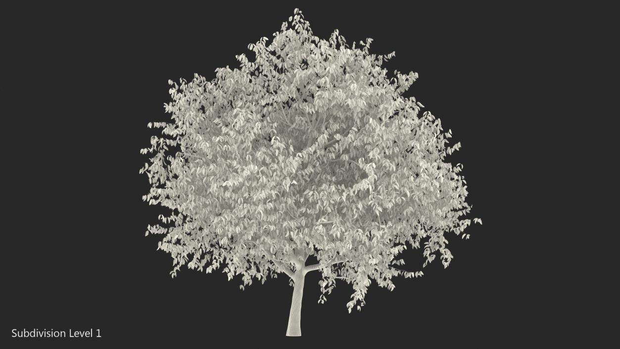 3D model Cherry Tree with Cherries