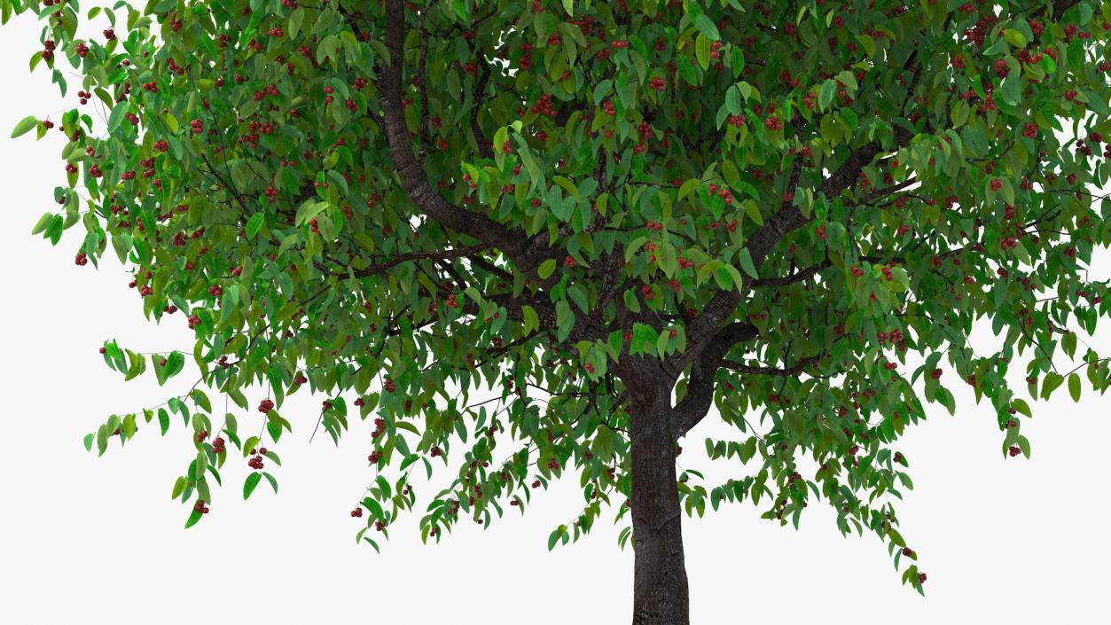 3D model Cherry Tree with Cherries